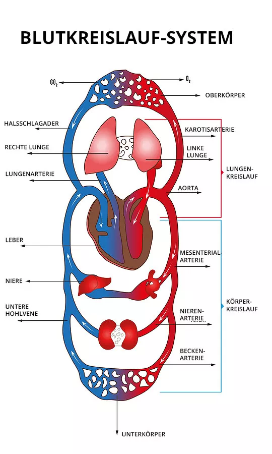 Die Blutkreislaufssystem des Menschen und der Weg des Coenzym Q10 durch den Körper